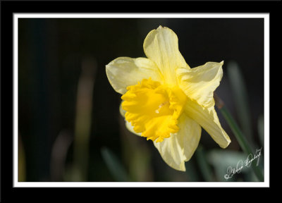 IMG_0424 Daffodil