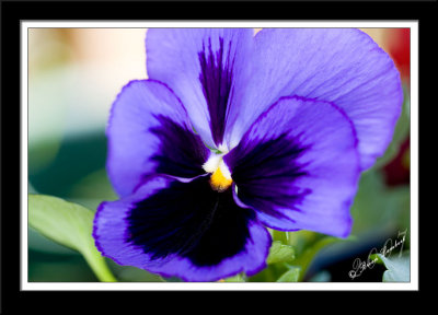 IMG_0407  Pansy