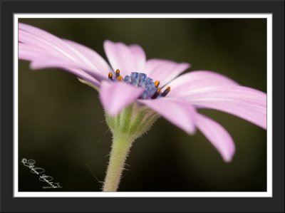 IMG_0552  Osteospermum dimorphoteca