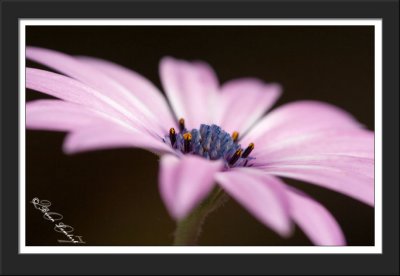 IMG_0556  Osteospermum dimorphoteca