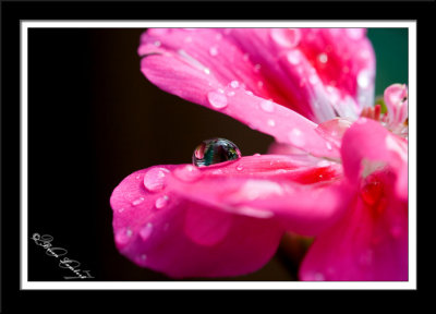 IMG_0597  Geranium