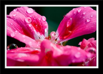 IMG_0601  Geranium