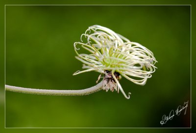 IMG_1300 Clematis