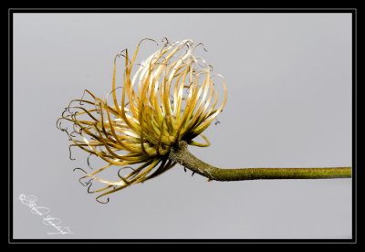 IMG_1318  Clematis