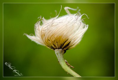 IMG_1323  Clematis