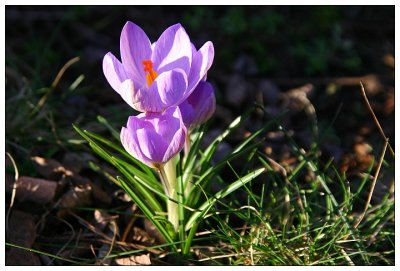 The first spring flower