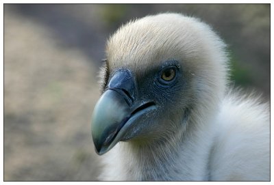 Griffon Vulture