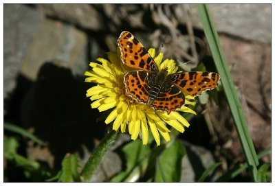 Map Butterfly - Landkrtchen