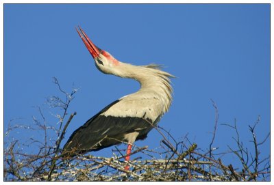 Stork