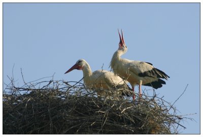 Storks