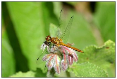 Dragonfly