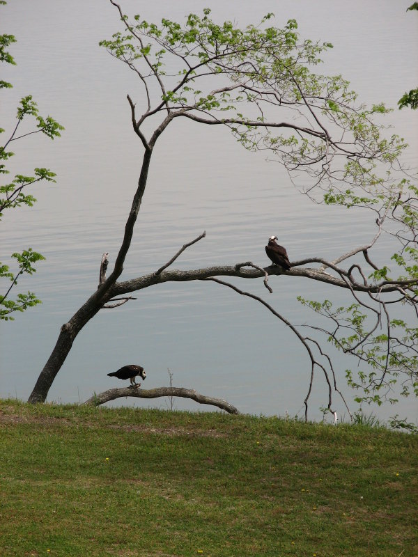 The 2007 nesting pair of Osprey