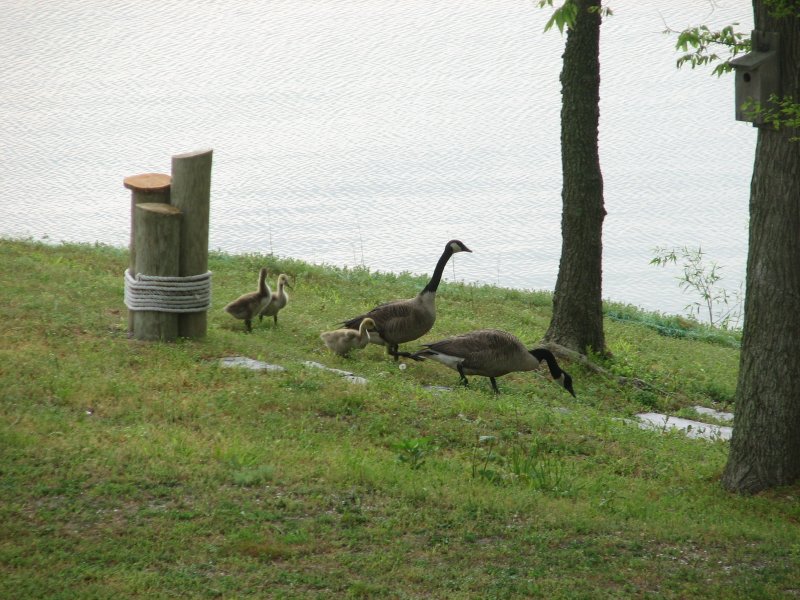 The Canada Goose family