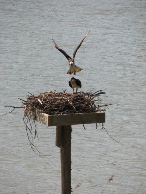 Osprey in flight again