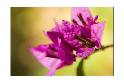 _MG_6093.jpg