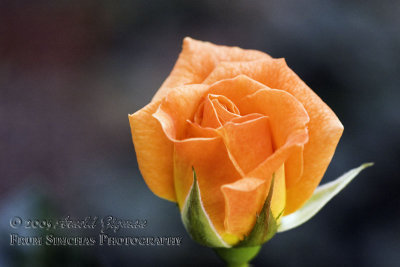 Small Orange Rose 2_1.JPG