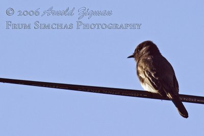 Bird on a wire (Actually, Fiber Optic Line)