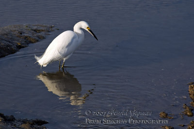 Snowy Egret fishing for a living