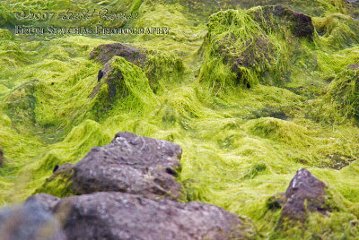 Low tide, seaweed on rocks