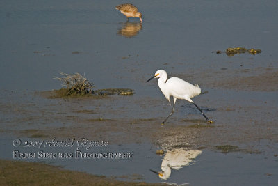 Snowy Egret