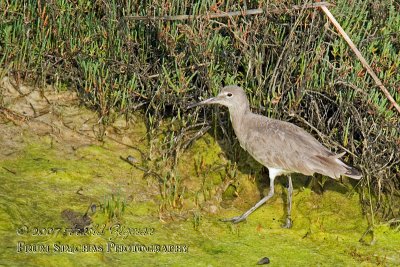 Willet hunting for food