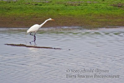 Great Egret Stalking