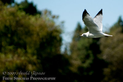 Gull in Flight