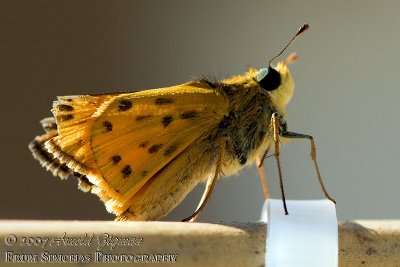 Small Butterfly on Sukkoh