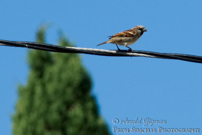 Bird on a wire (Actually, Fiber Optic Line)