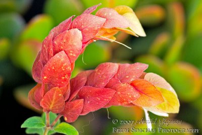 Shrimp Plant growing with the Jade Plant