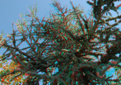 Tree.jpg