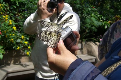 CLOSE ENCOUNTERS WITH BUTTERFLIES