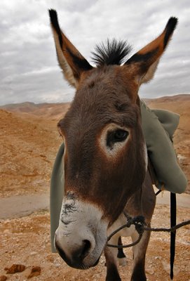 Judean Desert
