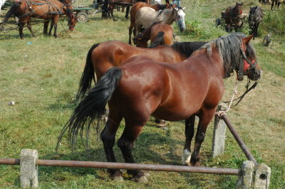 Horsemarket Etd_13.JPG