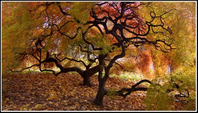 Fiery Autumn Leaves