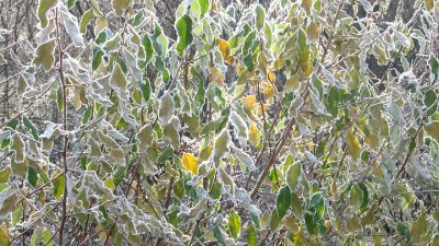 Light Through Frosted Leaves