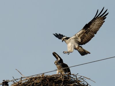 Ospreys preparing to mate v2