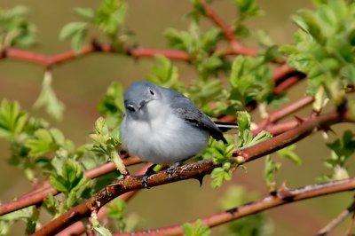 Blue-grey Flycatcher