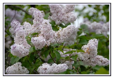 lilacs2.jpg