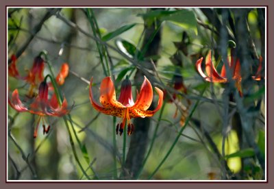 Woodland Lilies