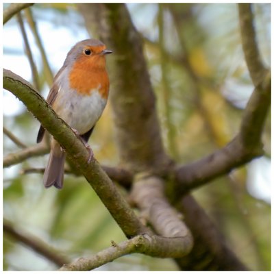 england_birds_and_nature_