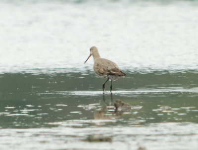 godwit