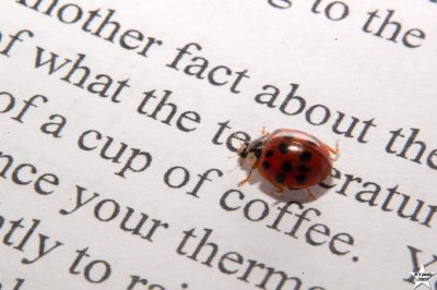 Coffee and  Ladybug