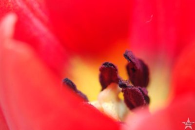 Pistol and Stamen