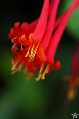 Afternoon Flowers