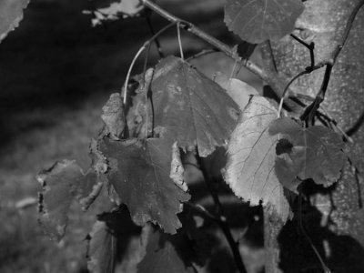 Signs of Autumn