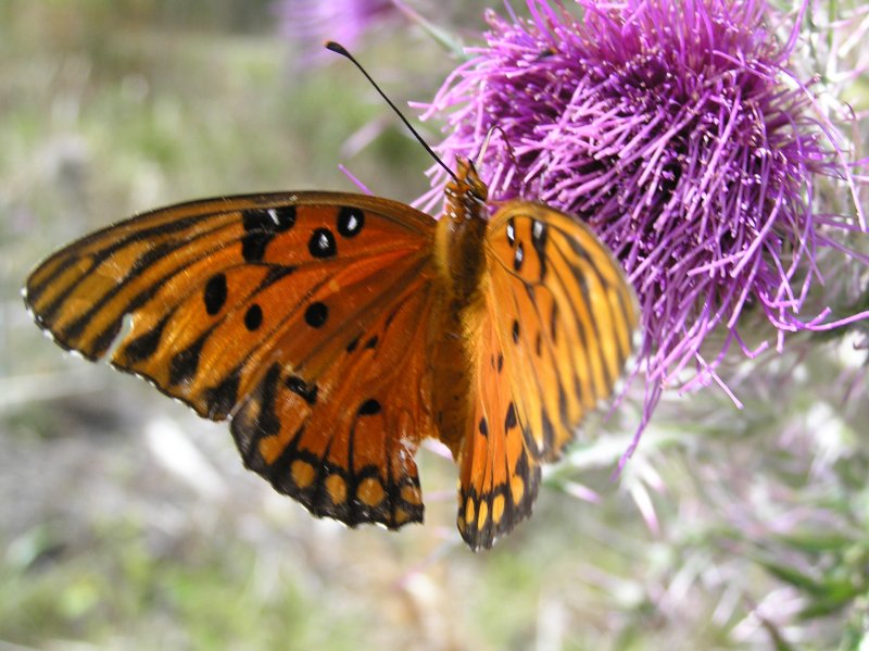 Gulf Fritillary 1.jpg