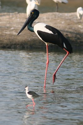 Black-necked Stork - Female