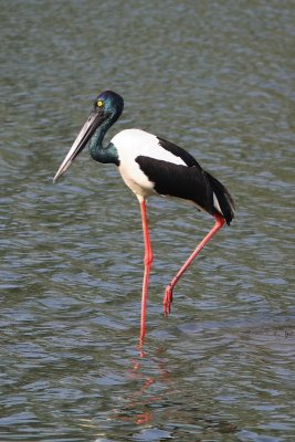 Black-necked Stork - Female