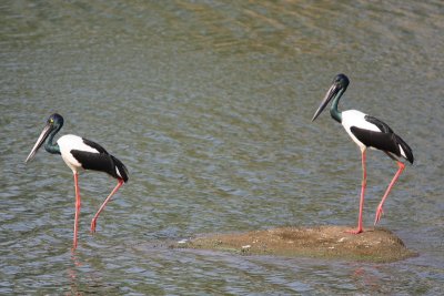 Black-necked Stork